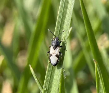 Cinch bug on a blade of grass