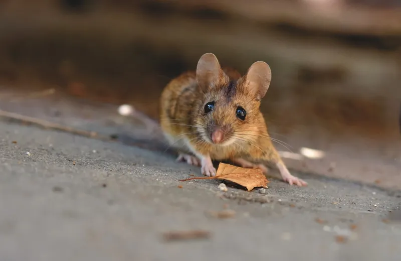mouse by a leaf